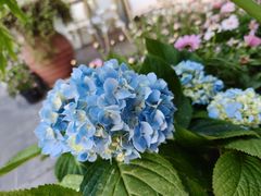-秀儿家の小确幸花园西餐厅