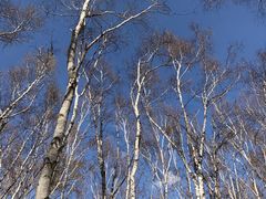 -塞罕坝国家级自然保护区