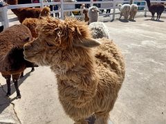 -齐齐哈尔龙沙动植物园