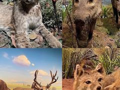 -陕西自然博物馆