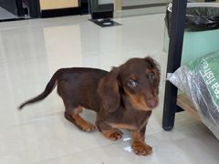 -圣宠动物医院·犬猫专科·影像中心·外科中心