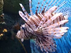 -暹罗海洋世界