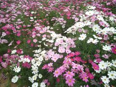 -松山湖梦幻百花洲