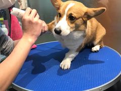 -PETKIT 小佩宠物·低压洗护·美容·寄养(安远店)