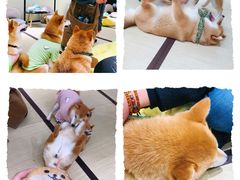 -逗柴咖啡屋·狗咖猫咖宠物桌游