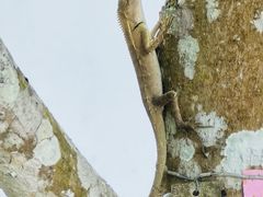 -中国科学院西双版纳热带植物园