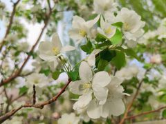 -海棠花溪(元大都城垣遗址公园)