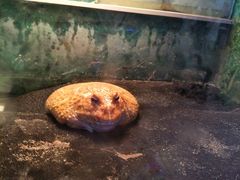 -上海大自然野生昆虫馆(东方明珠·爬宠昆虫探索中心)