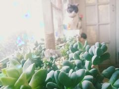 -海边的猫和咖啡馆