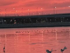 -宝安西湾红树林湿地公园