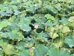 -上海醉白池公园