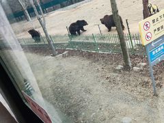 -秦皇岛野生动物园