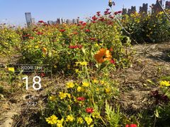 -映月湖中央公园