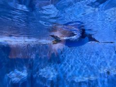 -芜湖新华联大白鲸海洋公园