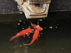 -万寿八仙宫