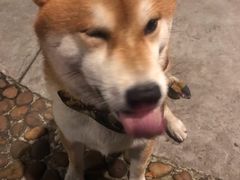 -柴犬高等学院·狗咖·柴犬售卖·宠物训练