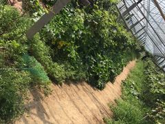 -马陆小张葡萄园农家乐