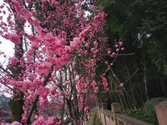 景点-望江楼公园