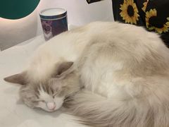 -飞行喵MR PILOT|猫舍·猫咖(静安大融城店)