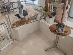 -共舞时光猫咖·狗咖(新街口店)