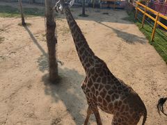 -西霞口神雕山野生动物世界