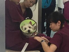 -美联众合爱康动物医院•复杂内科•肿瘤科•牙科•腔镜诊疗中心