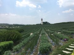-紫颐香薰山谷景区