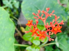 -广州神农草堂中医药博物馆