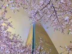 -陆家嘴中心绿地