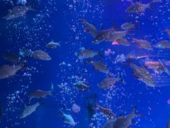 -成都浩海立方海洋公园