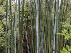 -红山村