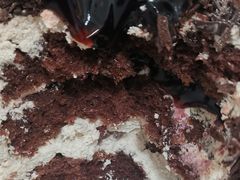 -御品轩(边家村店)