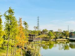 -王借岗森林公园