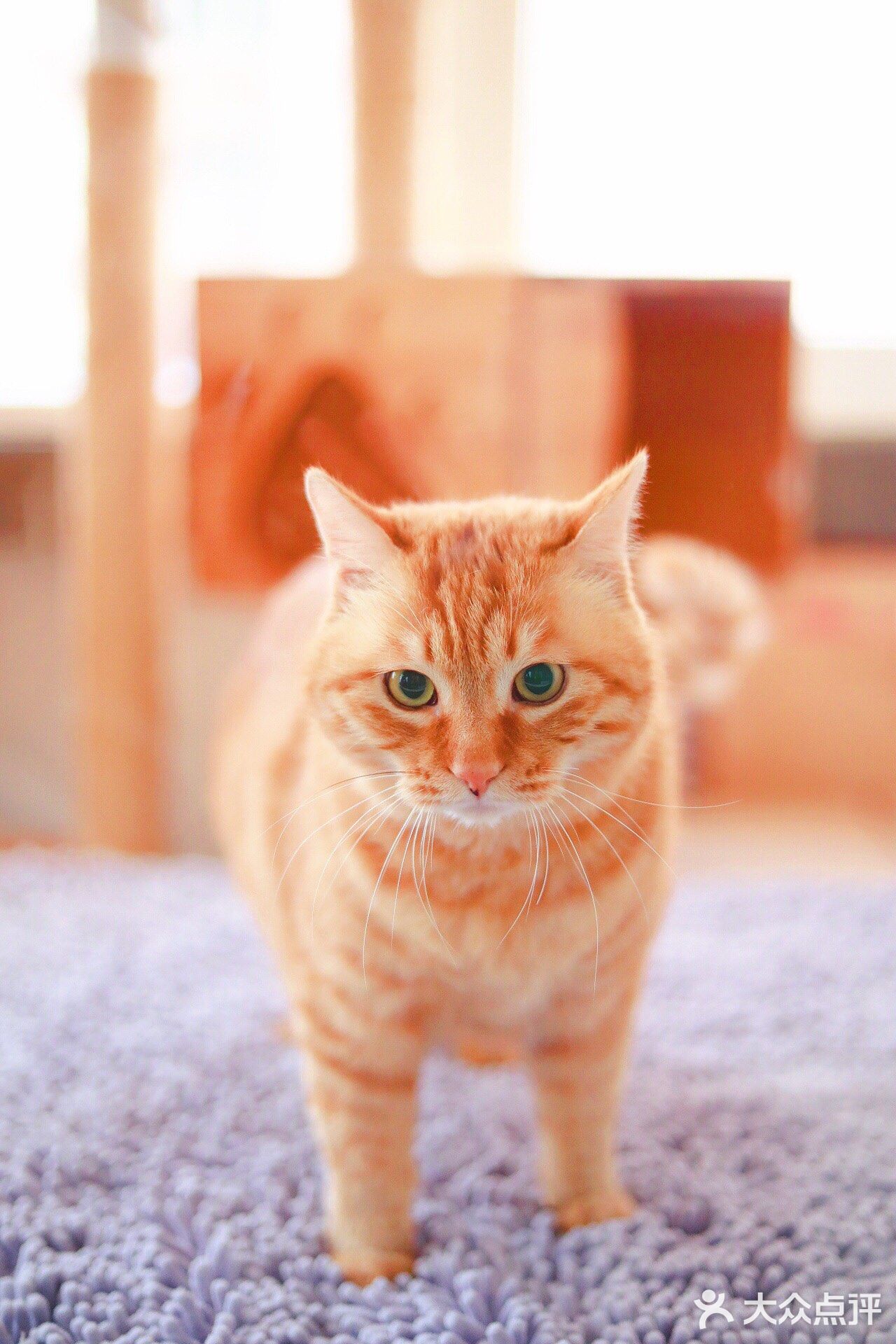 北京猫咪免费领养🐱胖大橘凰儿同学