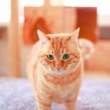 北京猫咪免费领养🐱胖大橘凰儿同学