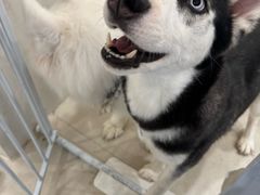 -共舞时光猫咖·狗咖(新街口店)