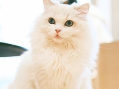 -瞄一喵猫咖(格力海岸店)