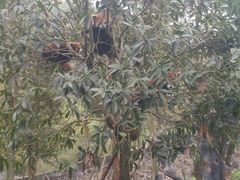-都江堰中华大熊猫苑