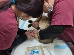 -纳吉亚猫专科动物医院博雅分院