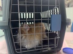 -嘉馨宠物医院·CT影像转诊·心脏科·犬猫全科诊疗中心(下沙大学城院区)