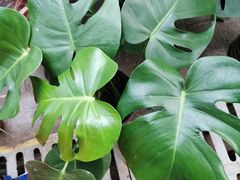 -秦美花卉(天朗·莱茵小城2期店)