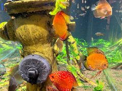 -瑞普利水族馆