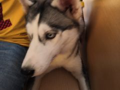 -Husky Go! 哈士奇体验馆·宠物咖啡厅狗咖