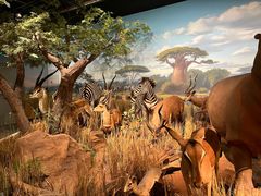 -陕西自然博物馆