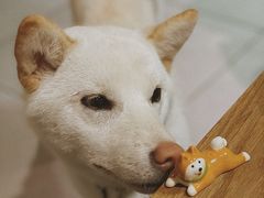 -柴务处·柴犬主题狗咖