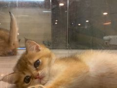 -飞行喵MR PILOT|猫舍·猫咖(静安大融城店)