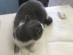 -瑞派福兴宠物医院犬猫全科·骨科·中西医结合(河东店)