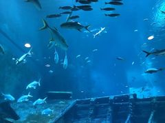 -新加坡海洋生态馆