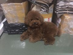 -瑞派宠物医院(搏威敦和院)