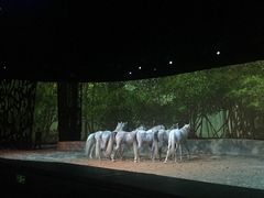 -cavalia·舞马